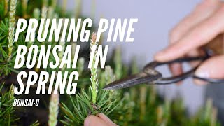 How to Prune SingleFlush Pine Bonsai  BonsaiU [upl. by Ennaecarg]