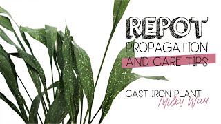 Aspidistra Elatior quotMilky Wayquot THE CAST IRON PLANT  Repot Propagation and Care Tips [upl. by Nikolas]