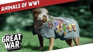 Companions In The Trenches  Animals of World War 1 [upl. by Ifen]