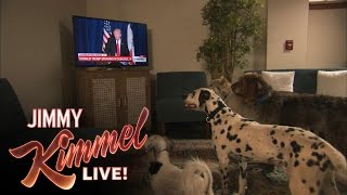 Do Dogs Take Orders From Donald Trump [upl. by Odlonra]