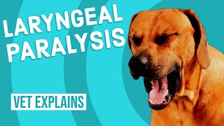 Laryngeal Paralysis in Dogs [upl. by Clarise395]