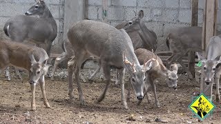 Criadero de 🦌 VENADO COLA BLANCA y BLACK BUCK [upl. by Graubert441]