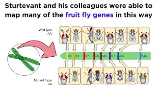 Gene Linkage and Genetic Maps [upl. by Llacam]