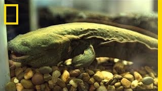 Snot Otters aka Hellbenders Slipping Away  National Geographic [upl. by Lednik434]