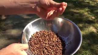 How to Roast Green Coffee Beans at Home RoastedCoffee [upl. by Nihsfa]