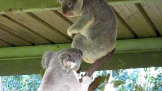 Crazy Koala Fight [upl. by Yltneb]