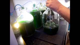 How to Culture Phytoplankton [upl. by Ricketts78]