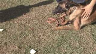 Spratly K9 Anti Poison Training TV Feature [upl. by Bartholemy]