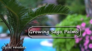 Sago Palm Care amp Issues  Cycas revoluta [upl. by Nylitsirk]