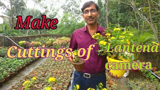 How to Grow Cuttings of Lantana camara [upl. by Ane]