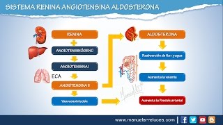 SISTEMA RENINA ANGIOTENSINA ALDOSTERONA  Morfofisiología [upl. by Deeas]