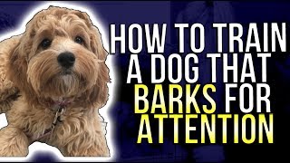 HOW TO TRAIN A DOG THAT BARKS FOR ATTENTION [upl. by Roybn]