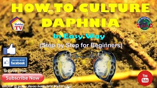 HOW TO CULTURE DAPHNIA In Easy Way [upl. by Evreh438]