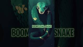 Boomslang snake [upl. by Almeria]