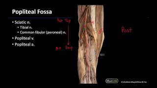 Popliteal Fossa  M1 Dissection Supplement [upl. by Akiemahs]