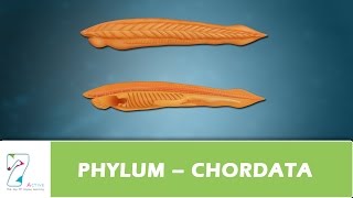 PHYLUM – CHORDATA [upl. by Ydneh]