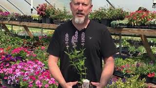 Grow Together Tips for Growing Agastache Hummingbird Mint [upl. by Gitlow]