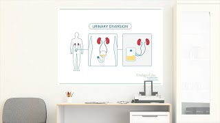 Urinary System Part 1 Crash Course Anatomy amp Physiology 38 [upl. by Melise]