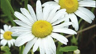 How to start Alaskan Shasta daisies from seed using organic Living soil [upl. by Yborian]