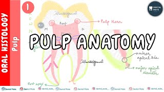 Introduction to pulp  Pulp Anatomy  Dr Paridhi Agrawal [upl. by Ahsyat]