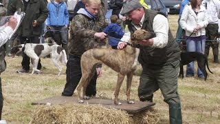 Lurcher Racing in Ireland [upl. by Atalante648]