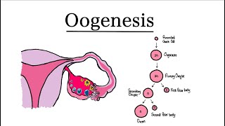 Oogenesis  MCAT Biology [upl. by Nita]