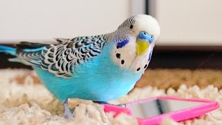 Budgie singing to mirror  Parakeet Sounds [upl. by Sherill126]