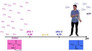 UE14 Ionisation des acides aminés [upl. by Solracesoj]