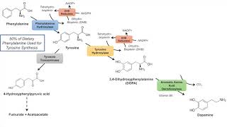 Catecholamine Biosynthesis Pathway [upl. by Netsruk711]