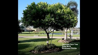 Japanese Fern tree grows wide Give her lots of room Max height 25 ft [upl. by Cochrane778]