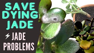 Jade Plant Problems and Pests  Save a DYING Crassula Ovata  MOODY BLOOMS [upl. by Anasiul]