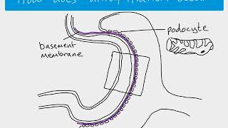 A2 Biology  Ultrafiltration [upl. by Reifnnej]