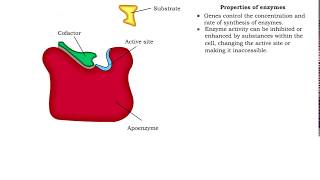 Enzyme structure  Properties of enzymes [upl. by Reiner476]