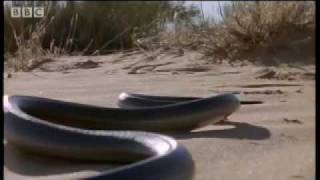 How snakes move amp run  Serpent  BBC Animals [upl. by Reiter]