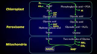 Photorespiration C2 Cycle  Photorespiratory pathway [upl. by Sabas204]