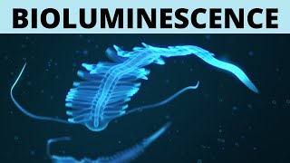 Bioluminescence  Explained [upl. by Htnicayh]