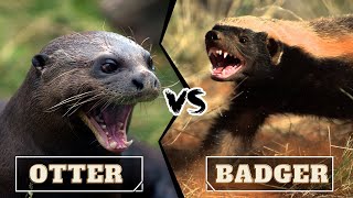 HONEY BADGER VS GIANT OTTER Who Would Win [upl. by Euqinehs948]