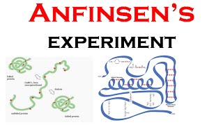 Anfinsens experiment and protein folding [upl. by Justino]