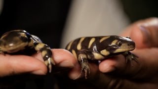 6 Tiger amp Fire Salamander Care Tips  Pet Reptiles [upl. by Aksoyn]