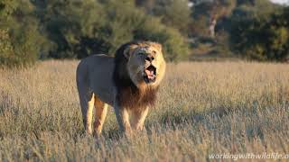 Kalahari Lion Roaring 4K  Conservation Safari Experience [upl. by Gurtner]