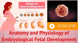 Anatomy and Physiology of Embryological Fetal Development [upl. by Merill]