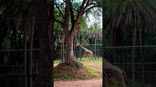 Nehru Zoological Park Hyderabad [upl. by Hite]